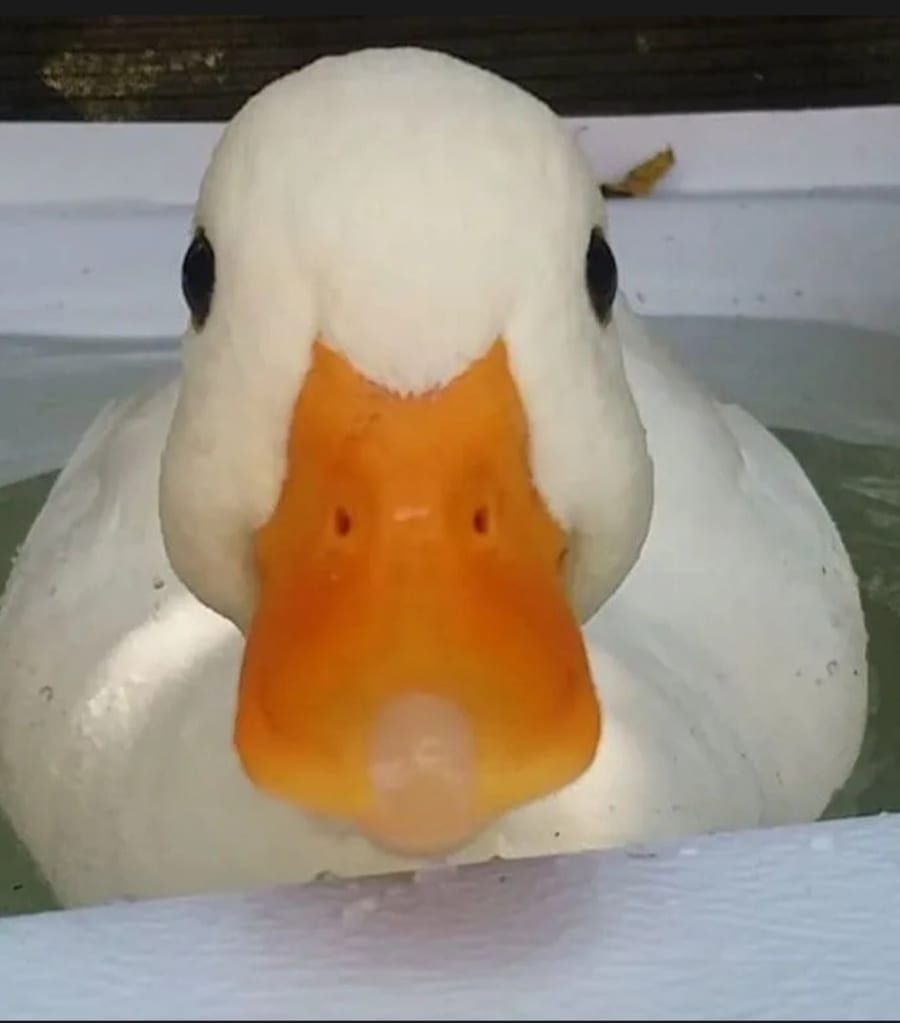 Bjorn - Gay male à Sedrun Profil de Bjorn, 45 ans, Gay male à Sedrun (Grisons)